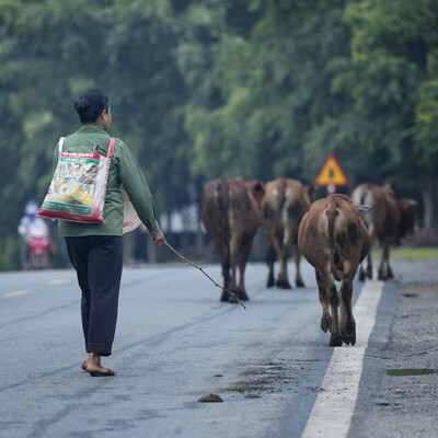 On the road of Tan Lac district of the mountainous province of Hoa Binh, people can see modern vans as part of the fast urbanisation process in Vietnam while seeing livestock wandering. Agriculture still dominates this country (photo credit: Vu Ngoc Dung). On the road of Tan Lac district of the mountainous province of Hoa Binh, people can see modern vans as part of the fast urbanisation process in Vietnam while seeing livestock wandering. Agriculture still dominates this country (photo credit: Vu Ngoc Dung).