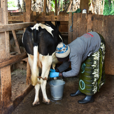 Lilian milking dairy cow Lilian milking dairy cow