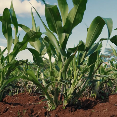 A tour of ILRI’s forage demo plots showcasing climate-smart livestock feed solutions A tour of ILRI’s forage demo plots showcasing climate-smart livestock feed solutions