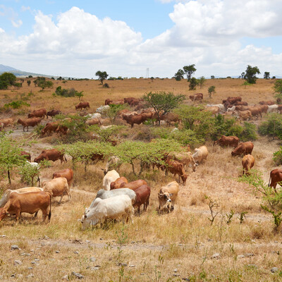 Livestock grazing in Kapiti Research Station (photo credit: ILRI/Eric Ouma) Livestock grazing in Kapiti Research Station (photo credit: ILRI/Eric Ouma)