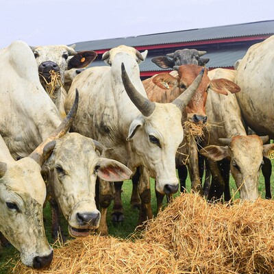 Cattle eating hay (ILRI/Folusho Onifade) Cattle eating hay (ILRI/Folusho Onifade)
