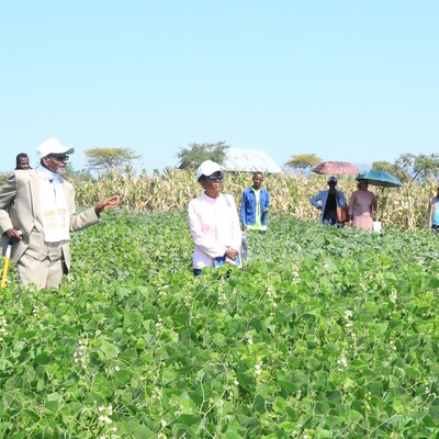 Maize-forage intercropping field visit Maize-forage intercropping field visit