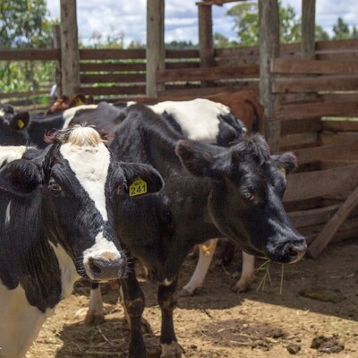 Cattle in an improved barn that makes daily cleaning easier Cattle in an improved barn that makes daily cleaning easier