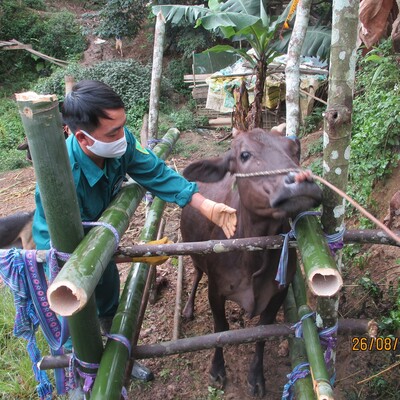 A veterinarian checks cattle health on a farm. A veterinarian checks cattle health on a farm.
