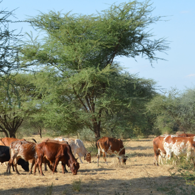 Cattle graze in a pasture reserved for the dry season in a conservancy under community-based rangeland management in Kajiado County, Kenya (photo credit: ILRI/Jason Sircely). Cattle graze in a pasture reserved for the dry season in a conservancy under community-based rangeland management in Kajiado County, Kenya (photo credit: ILRI/Jason Sircely).