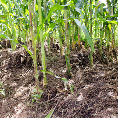 Manure directly applied to a smallholder maize field Manure directly applied to a smallholder maize field