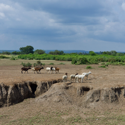 Heavy land degradation and gully formation with grazing sheep (Lancaster University/Richard Bardgett). Heavy land degradation and gully formation with grazing sheep (Lancaster University/Richard Bardgett).