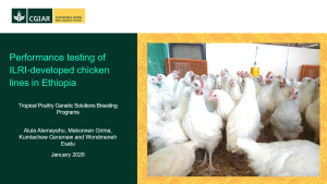 ILRI dev chicken lines.png ILRI dev chicken lines.png