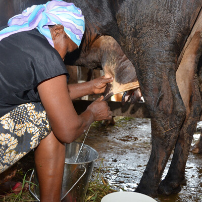 Adapting dairy market hubs for pro-poor smallholder value chains in Tanzania