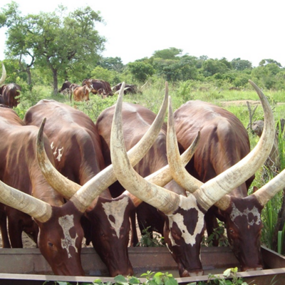 Developing a livestock traceability system for domestic and export markets in pastoral areas of eastern Africa