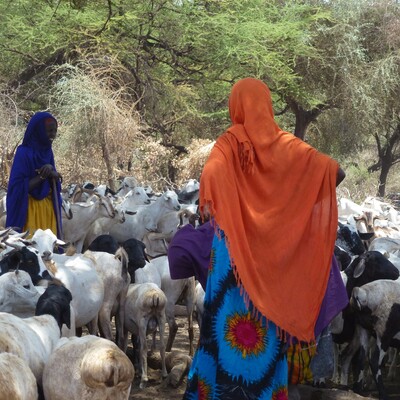 Silvopastoralism and welfare of animals in Borana