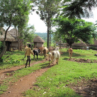 Zoonoses in livestock in Kenya