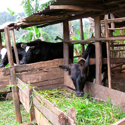 Rationalization and harmonization of policies, regulations and standards in the dairy industry in Eastern Africa