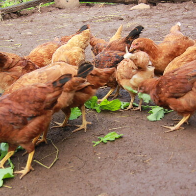 indigenous poultry breeds