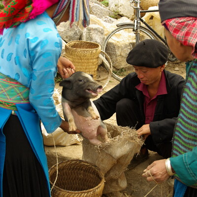 Market-based approaches to improving the safety of pork in Vietnam (SafePORK)