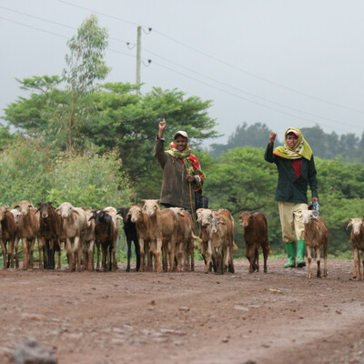 Enhancing animal health systems in Africa