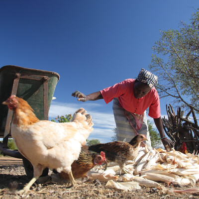 Getting more from livestock: The potential of collective action to improve the quality of animal-source foods informally marketed by women