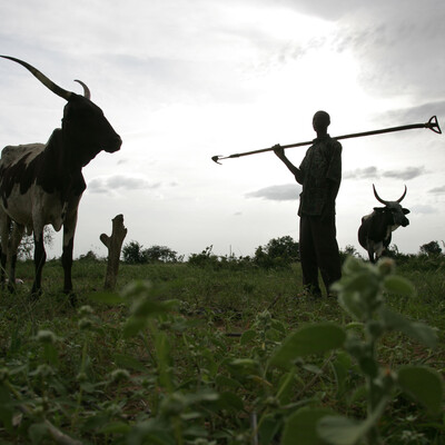 Global burden of animal diseases