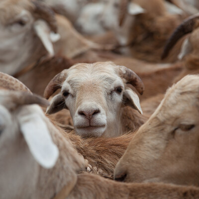 Health of Ethiopian Animals for Rural Development