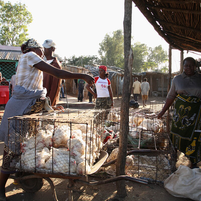 Poultry sellers in Mozambique #2 (ILRI / Stevie Mann).