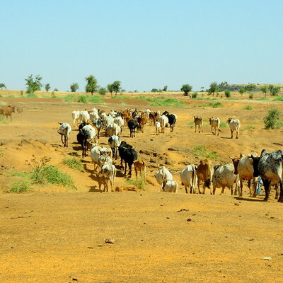 Livestock (ILRI) 