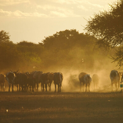 Catalyzing Investment for Sustainable Livestock Innovators 