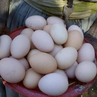 Showing 'ACGG eggs' (photo credit: Shumiye Belay).