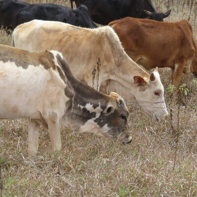 Global Capital and Big Livestock