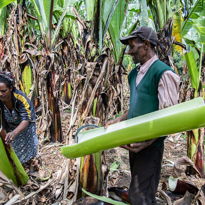 Agricultural production