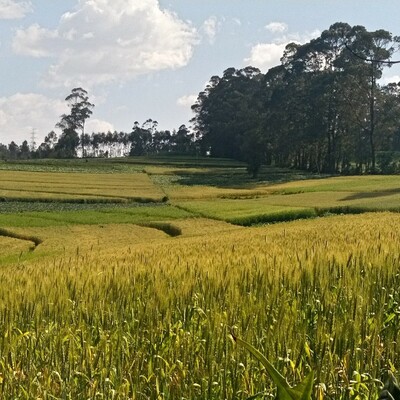 Crop fields