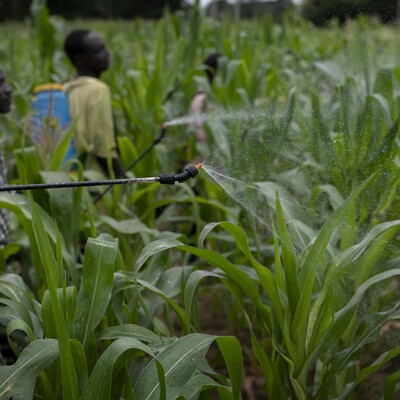 People irrigating crops