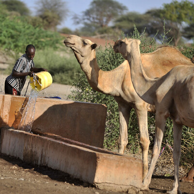 Watering camels near Wajir, northern Kenya