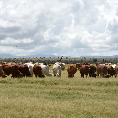 Kenya government officials visited ILRI's Kapiti Research Station on 18 March 2020 (photo credit: ILRI/Paul Karaimu).