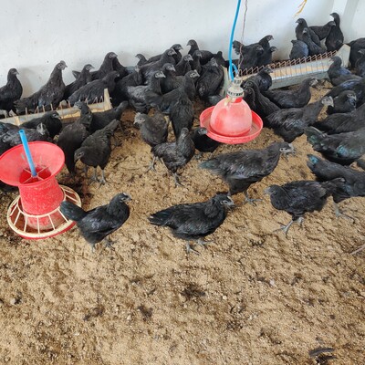 A flock of Kadaknath native chicken reared under deep litter system