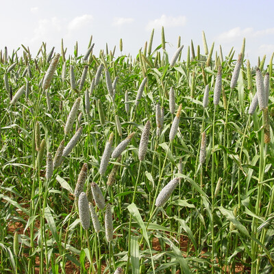 Pearl millet (ILRI)