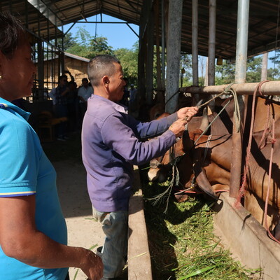 Cattle farmers in Vientiane, Lao PDR