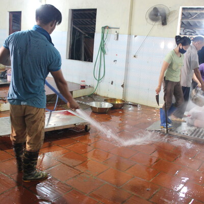 Using stainless steel grid to separate pork from the slaughterhouse floor