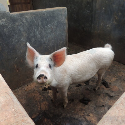 Pig in concrete stable in Mukono District, Uganda