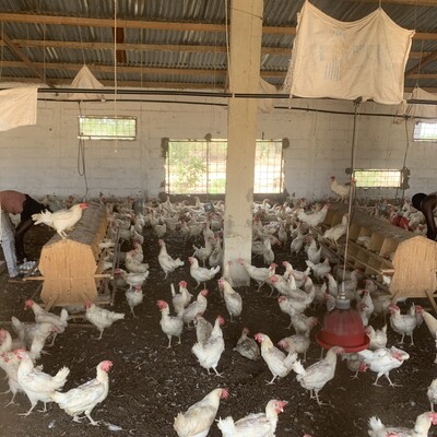 Poultry farming in Senegal