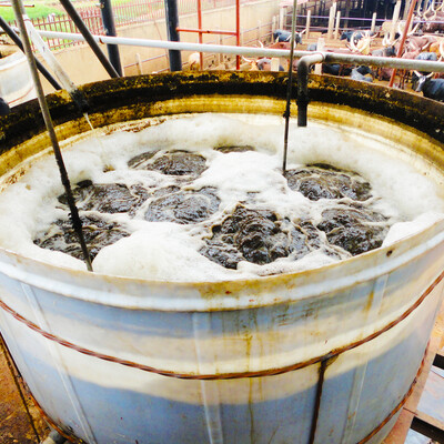 Wastewater holding tank in Kampala, Uganda