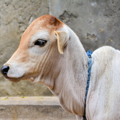 Calf (ILRI/Susan MacMillan).