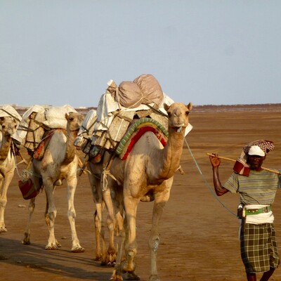 Camels are indispensable to Ethiopia's pastoral communities, offering resilience in the face of climate change and resource scarcity