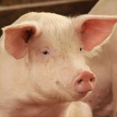 Pigs in Masaka district, Uganda (ILRI/Habtamu)