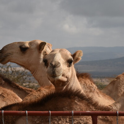 Veterinary medicine for camel health and welfare