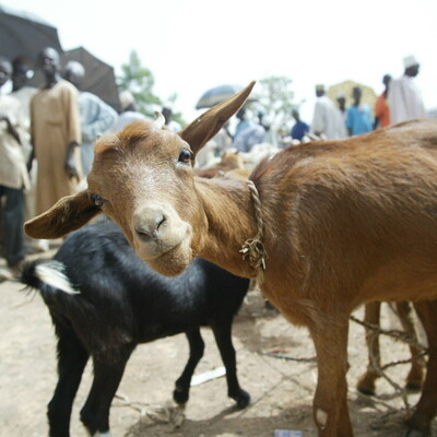 Goat in a market in Nigeria