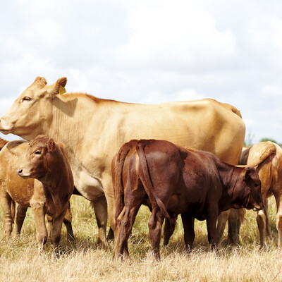 Tuli cattle. ILRI/Stevie Mann