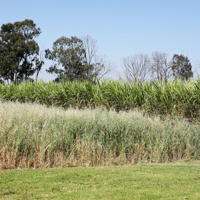 ILRI Napier grass and oats plots in Bishoftu