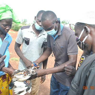 A village vaccinator at work (photo credit: ILRI/Michel Dione).