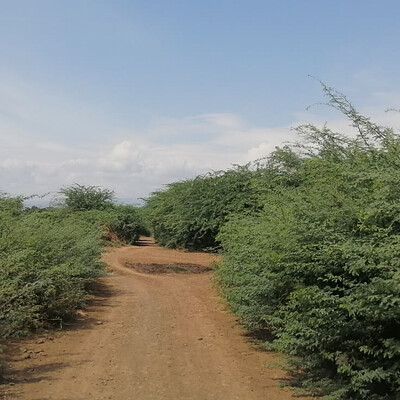 Prosopis juliflora bushes