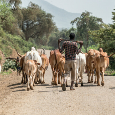 Annually, significant global investment is made in disease mitigation to enhance livestock health and productivity